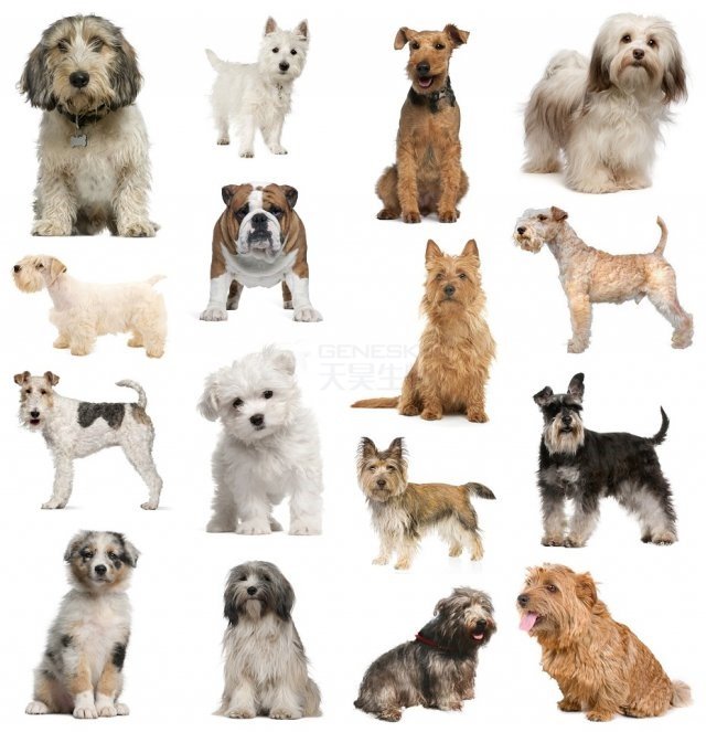 Different Types Of Small Dogs